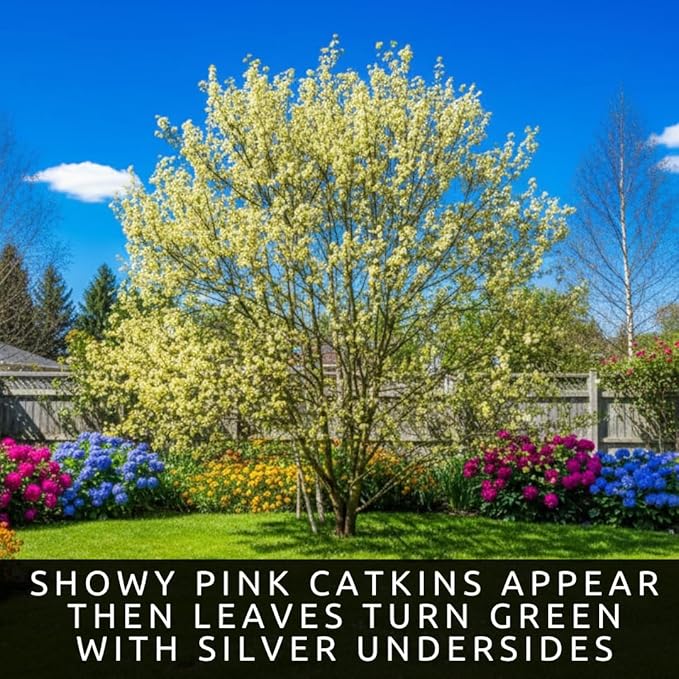 French Pink Pussy Willow Cuttings – 2 Live Pink Pussy Willow Trees – Fresh Salix Cuttings Ready to Plant – Ornamental Catkin Willow Shrubs – Fast Rooting, Cold Hardy Flowering Garden Accent