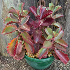 Kalanchoe Plant Live, Mother of Thousands Live Plant in 2" Pot, Rare Succulent Indoor Houseplant (Red Kalanchoe)