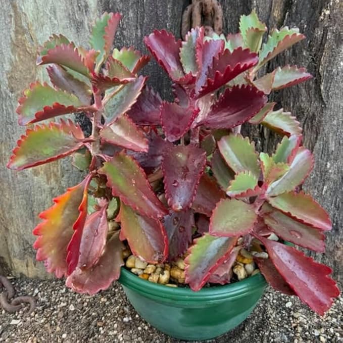 Kalanchoe Plant Live, Mother of Thousands Live Plant in 2" Pot, Rare Succulent Indoor Houseplant (Red Kalanchoe)