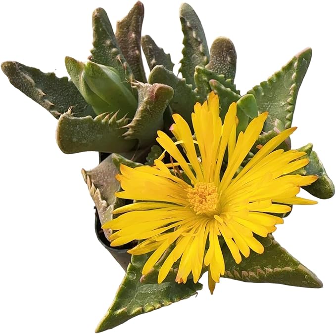 Live Succulent Cactus Plants (2" Pot Faucaria Felina ‘Tiger Jaw’)