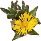 Live Succulent Cactus Plants (2" Pot Faucaria Felina ‘Tiger Jaw’)
