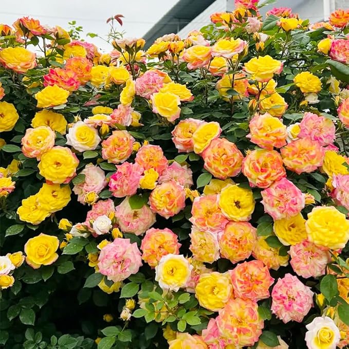 315+ Mixed Color Climbing Rose Rosa Seeds for Planting-Heirloom Garden Vine Home Landscape