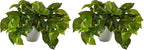 Nearly Natural 9in. Pothos Artificial Plant in White Planter (Real Touch) (Pack of 2)