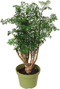 California Tropicals Ming Aralia 6'' Live Bonsai Tree - Unique and Easy to Grow Houseplant for Hobbies, Desk, Interior Ideas, Gardening, Crafts, Gifts, and Starter Gardeners
