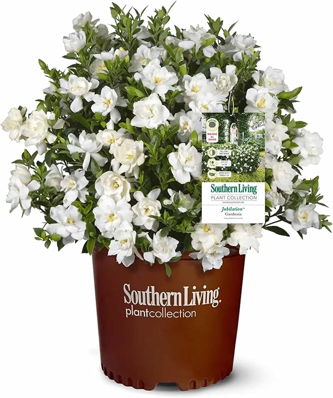 Perfect Plants Jubilation Gardenia by Southern Living in 1 Gal. Grower’s Pot | Fragrant, Compact White Flowering Shrub | Blooms Spring Through Fall | Attracts Pollinators | Easy to Grow | Zones 7-10