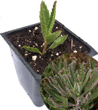 Smoke Camp Crafts Organic Mother of Thousands Plant (Kalanchoe daigremontiana) 2.5 inch Pot - Organic Easy-to-Grow Succulent House Plant for Home or Office Decor