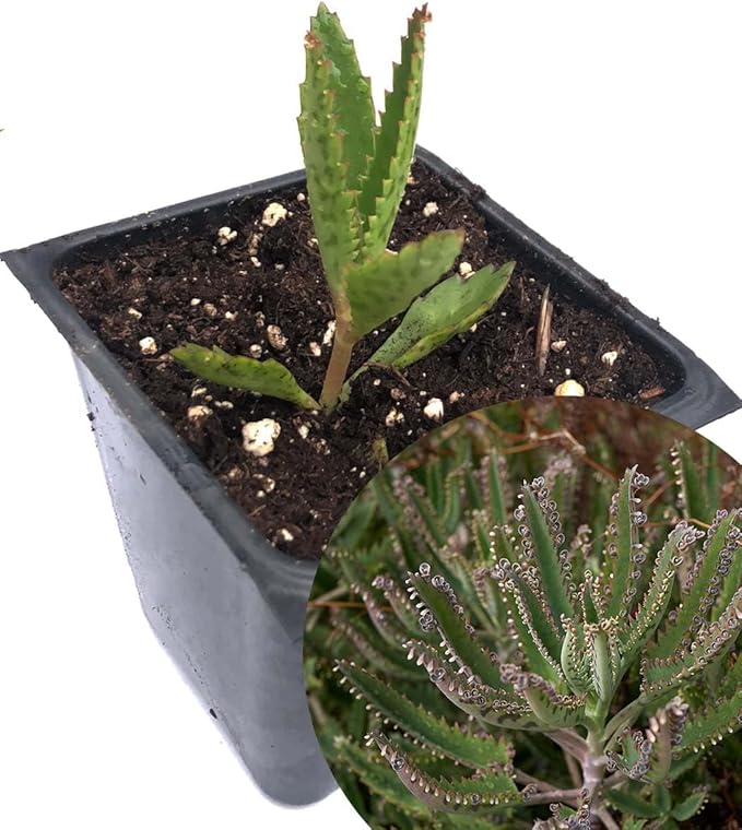 Smoke Camp Crafts Organic Mother of Thousands Plant (Kalanchoe daigremontiana) 2.5 inch Pot - Organic Easy-to-Grow Succulent House Plant for Home or Office Decor