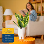 Costa Farms Snake Plant, Easy to Grow Live Plant in Cute Decor Pot, Grower's Choice Houseplant in Soil, Housewarming Gift, Room Decor, 1-2 Feet Tall