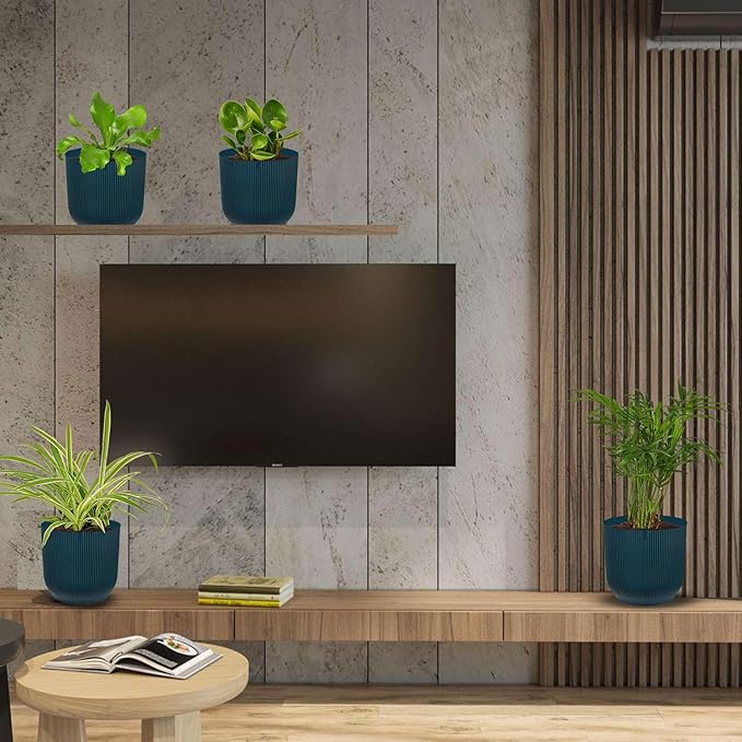 Pet Friendly Live Plants for Indoor | Different Houseplants in Multiple Sizes | Real House Plant for Living Room, Office, Desk & Bathroom