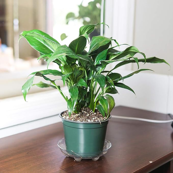 PERFECT PLANTS Peace Lily | Spathiphyllum | 15in. Tall | Easy Care Houseplant | Perfect for Moderate to Bright Light Conditions, 6 in. Grower's Pot, | Air Purifying