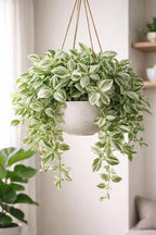 4 Pistachio Wandering Jew Plant Cuttings – 4 Live Tradescantia Nanouk Style Cuttings – Rare Variegated Indoor Houseplant – Easy to Root & Fast Growing