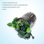 SubstrateSource Anubias Live Aquarium Plants - Potted Freshwater Plant for Fish Tanks, Terrariums - Beginner Friendly Low Light (Barteri Petite Round, 1 Pot)