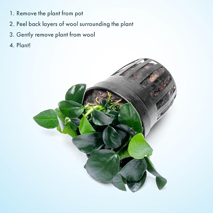 SubstrateSource Anubias Live Aquarium Plants - Potted Freshwater Plant for Fish Tanks, Terrariums - Beginner Friendly Low Light (Barteri Petite Round, 1 Pot)