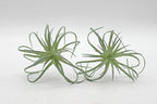 Small Artificial Air Plants Look Real Succulants Plant Faux Greenery Bromeliads for Garden Home Office Decoration (Green Flocking Air Plants)