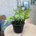 Zigzag Fishbone Cactus Hanging Basket, Non-Toxic Epiphyllum Orchid Succulent, Pet Friendly Trailing Succulents for Indoor Outdoor Decor, Easy to Grow, Non-Toxic Houseplant
