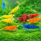 15+ Mixed Color High Grade Neocaridina Live Freshwater Shrimps for Aquarium Bignner Friendly Neocardina Shrimps Fully Mature Breeding Age Size 0.75-1 inches in Length Live Arrival Guarantee