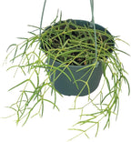Hoya Linearis Live Plant in 6” Hanging Pot – Rare Trailing Houseplant with Fuzzy Foliage - Hoya Plants Live Houseplants - Air Purifying Plant - Ships from CA (6" Hanging Pot, Short)