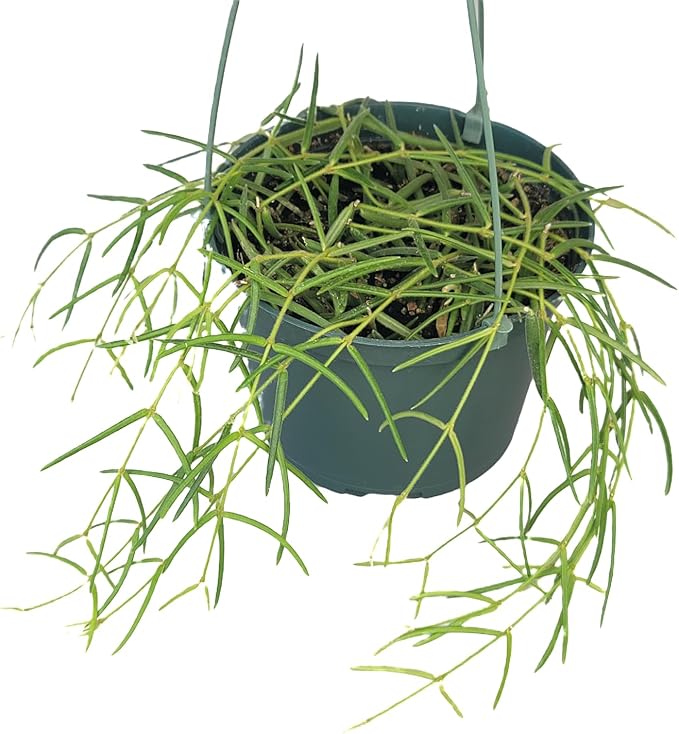 Hoya Linearis Live Plant in 6” Hanging Pot – Rare Trailing Houseplant with Fuzzy Foliage - Hoya Plants Live Houseplants - Air Purifying Plant - Ships from CA (6" Hanging Pot, Short)