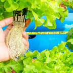 Halatool 2 Inch Rockwool Garden Rockwool Cubes for Hydroponics Rock Wool Planting Cubes for Soilless Cultivation Cuttings Clone Plants Germination Seedlings Start (4 Sheets, 192 Plugs in Total)