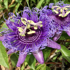 50+ Mixed Passion Flower Seeds-Vine Perennial Passionflower Seeds for Planting -Edible Fruit Passiflora Incarnata Seed Non-GMO Heirloom for Home Outdoor Garden