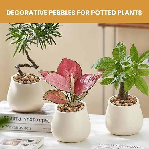 Vibrant Polished Multi-Color Pebbles, 3/8 Inch Assorted Decorative Rocks for Plants - Colorful River Gravel for Succulent, Vase, Aquarium, Fairy Garden, Planter, Indoor/Outdoor Decor-12LB