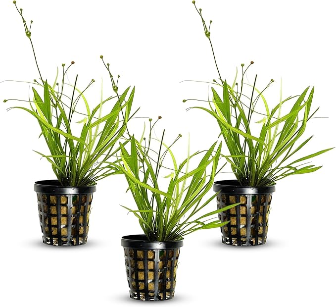 Chain Sword Narrow Leaf Plants Potted - Premium Live Aquatic Plants for Freshwater Aquariums - Easy to Care - Perfect for Fish Tanks and Aquascaping - Enhances Water Quality - 3 Plants
