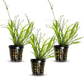 Chain Sword Narrow Leaf Plants Potted - Premium Live Aquatic Plants for Freshwater Aquariums - Easy to Care - Perfect for Fish Tanks and Aquascaping - Enhances Water Quality - 3 Plants