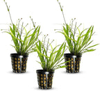Chain Sword Narrow Leaf Plants Potted - Premium Live Aquatic Plants for Freshwater Aquariums - Easy to Care - Perfect for Fish Tanks and Aquascaping - Enhances Water Quality - 3 Plants