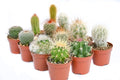 Cactus Plants Live – Small Assorted 2-Inch Cactus Plants – Fully Rooted Potted Cactus Plants – Live Cactus Plant Set (12)