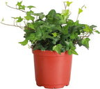 Thorsen's Greenhouse Live Green English Ivy Plant, Hedera Helix, Natural Air Purifier, Easy to Grow, Live Indoor Houseplant, (Nursery Pot - 6" Pot)