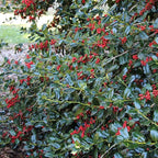 Brighter Blooms - Nellie Stevens Holly Shrub, 1 Gallon - No Shipping to AK, AZ, HI, OR