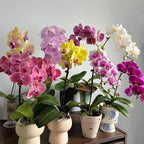 Phalaenopsis Orchid Flower Seed for Planting, 202+ Mixed Phalaenopsis Seeds, Perennial Plant Seed, Non-GMO Heirloom Rare Flower Seed for Home Garden Outdoor