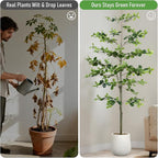 Faux Black Olive Tree 6FT,Artificial Tall Plant with White Planter and Stone,Potted Fake Tree with Natural Trunk,Artificial Plants Indoor for Home Office Living Room Corner Decor