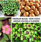 Iron Cross Shamrock Bulbs for Planting - Fast Growing Year Round Color Indoors or Outdoors - Oxalis Shamrock Bulbs for Good Luck (50 Bulbs)