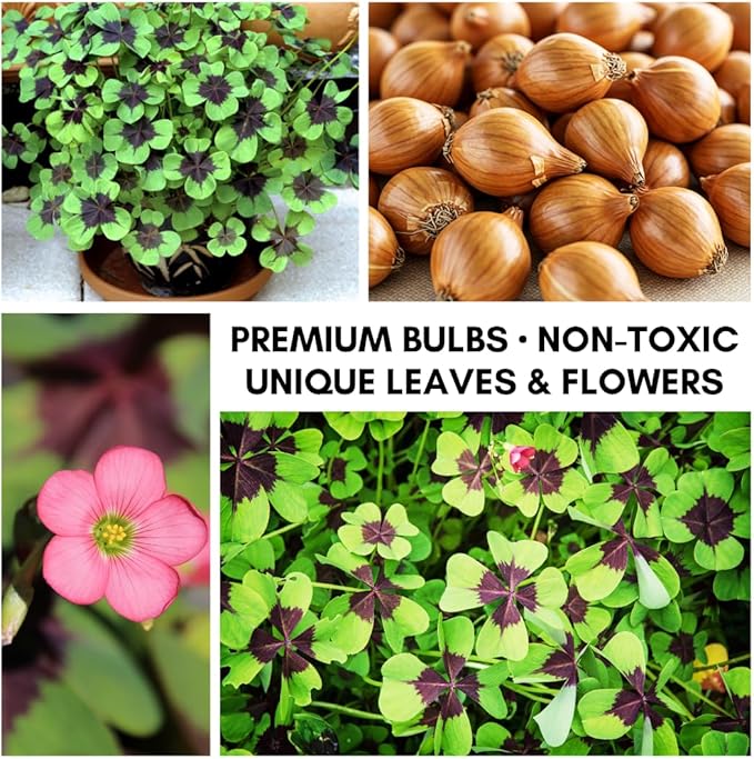 Iron Cross Shamrock Bulbs for Planting - Fast Growing Year Round Color Indoors or Outdoors - Oxalis Shamrock Bulbs for Good Luck (10 Bulbs)