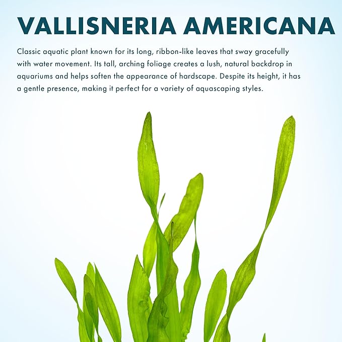 SubstrateSource Live Plant - Tall Grass, Vallisneria Americana - Easy Care, Moderate to High Light, Bright Green Accent, Freshwater Aquatic Plant for Aquascaping - Lead Bunch