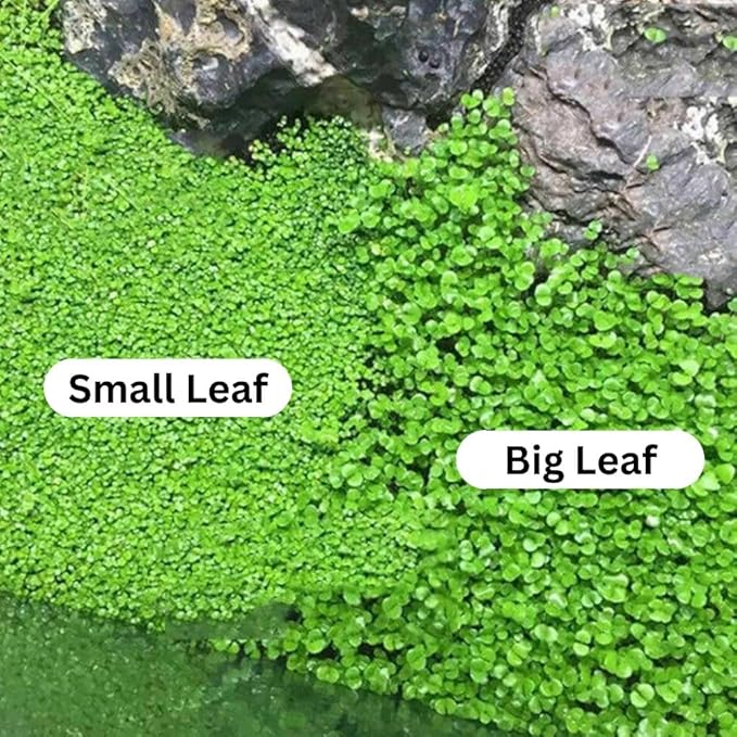 Fresh Water Aquarium Plant Starter Kit, Easy Growing, Small Leaf, Dwarf Carpet Decor for Fish Tank/Terrarium - 1 Pack (Big Leaf)