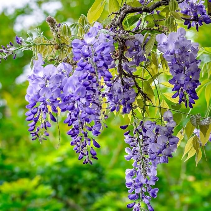 5 Blue Flowering Chinese Wisteria Vines - 12-18" Tall Live Plants - Wisteria Seedlings - Wisteria sinensis - (5 Pack)