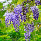 5 Blue Flowering Chinese Wisteria Vines - 12-18" Tall Live Plants - Wisteria Seedlings - Wisteria sinensis - (5 Pack)