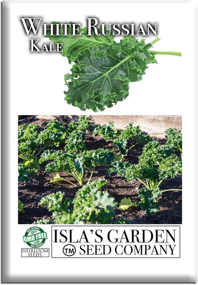 White Russian Kale Seeds (Brassica Napus) – 1000+ Heirloom Non GMO Seeds by Isla’s Garden Seeds, Tender Mild Leaves, Cold Hardy Cool-Season Green, Easy Home Garden Variety, Small & Fun Gift Idea