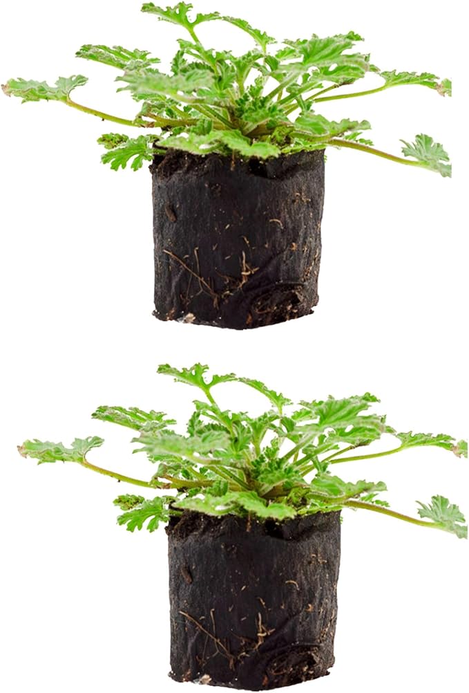 Live Citronella Geranium Plant Plugs (2-Pack), Pelargonium Citronella Scented Seedlings