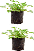 Live Citronella Geranium Plant Plugs (2-Pack), Pelargonium Citronella Scented Seedlings