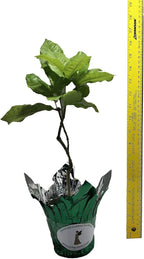 Purple Queens Wreath, Sandpaper, Bluebird Vine - Petrea volubilis - Live Plant - Lavender Flower - 8 to 12 Inches Tall - 4 Inch Pot
