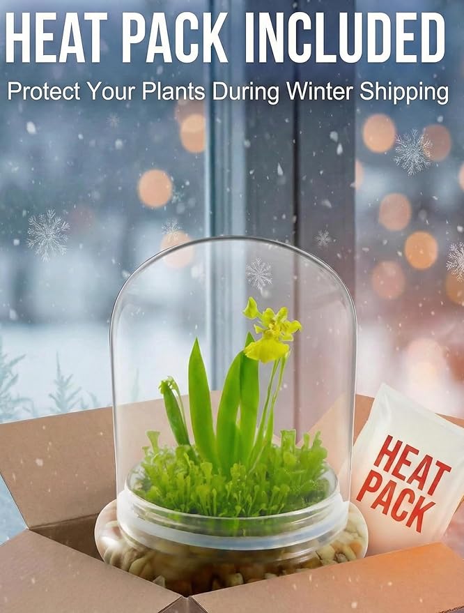 Bloomify Dancing Orchid Terrarium – Live Orchid Plants in Glass Terrarium with Sundew Moss – No Maintenance Orchid Plant Psygmorchis Pusilla – Self-Sustaining Miniature Live Orchid