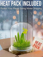 Bloomify Dancing Orchid Terrarium – Live Orchid Plants in Glass Terrarium with Sundew Moss – No Maintenance Orchid Plant Psygmorchis Pusilla – Self-Sustaining Miniature Live Orchid