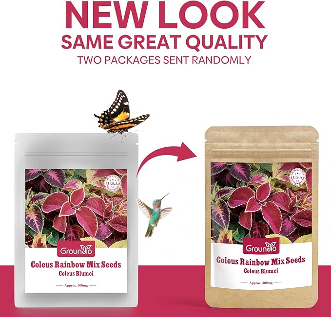 Coleus Rainbow Mix Seeds for Planting – Coleus Colorful Flower Seeds – Non-GMO Heirloom Seeds for Outdoor & Indoor Garden, Containers, Borders, Patios (Coleus scutellarioides)