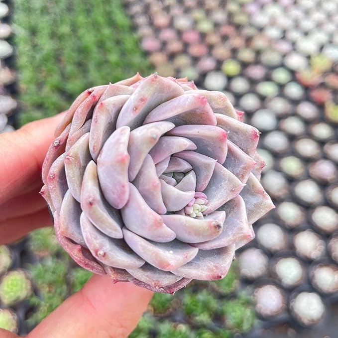 2" Live Succulent Plants Echeveria 'White Bottle', Mini Potted Succulents, Easy Care Indoor Houseplant, Unique Gifts, Home Office Décor