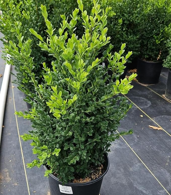 Live Plant from Green Promise Farms - Green Mountain Boxwood - Buxus microphylla VAR. Japonica #3 Gallon Size Container - Plant Does NOT Ship to AZ, CA, HI, ID, MT, NV, OR, PR, UT & WA!