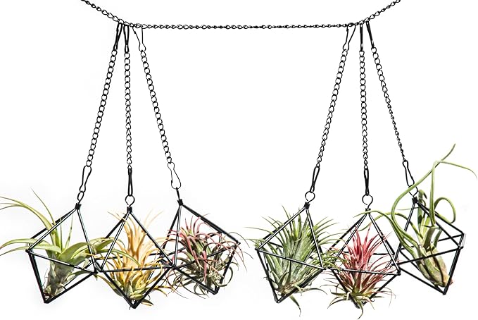 Small Air Plants Holders Black Hanging Airplants Hangers Iron Wire Airferns Display Frame Geometric Tillandsia Air Planter with Chains for Wall Mounted Himmeli Decor 6pcs(No Plants)