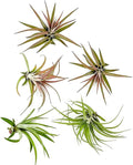 ragnaroc Air Plants - Tillandsia Brachycaulos Abdita, Large 4-6" - 5 ct - Live Arrival Guaranteed - House Plants for Home Decor & Gift